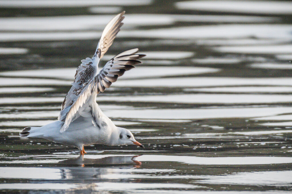 Mouette rieuse