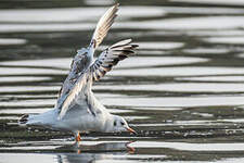 Mouette rieuse