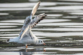 Black-headed Gull