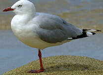 Mouette scopuline