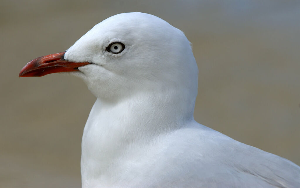 Mouette scopuline