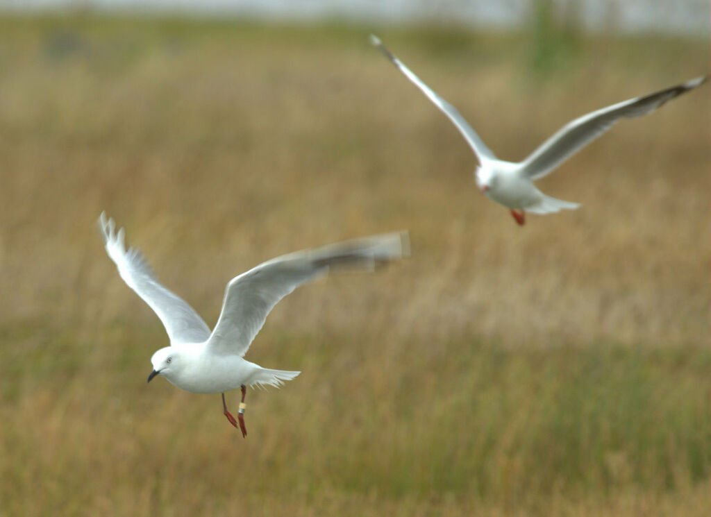 Mouette scopuline