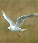 Mouette scopuline