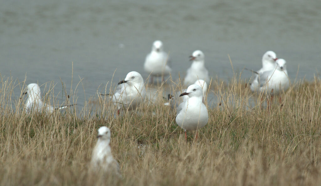 Mouette scopuline