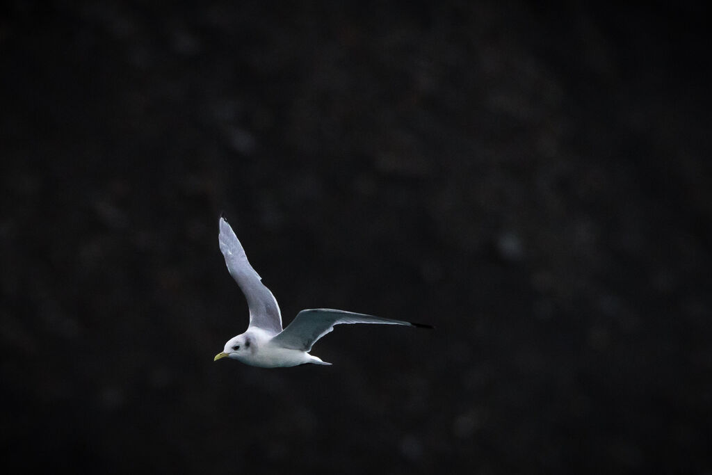 Black-legged Kittiwake