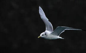 Black-legged Kittiwake