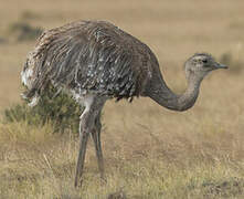 Lesser Rhea