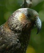 New Zealand Kaka