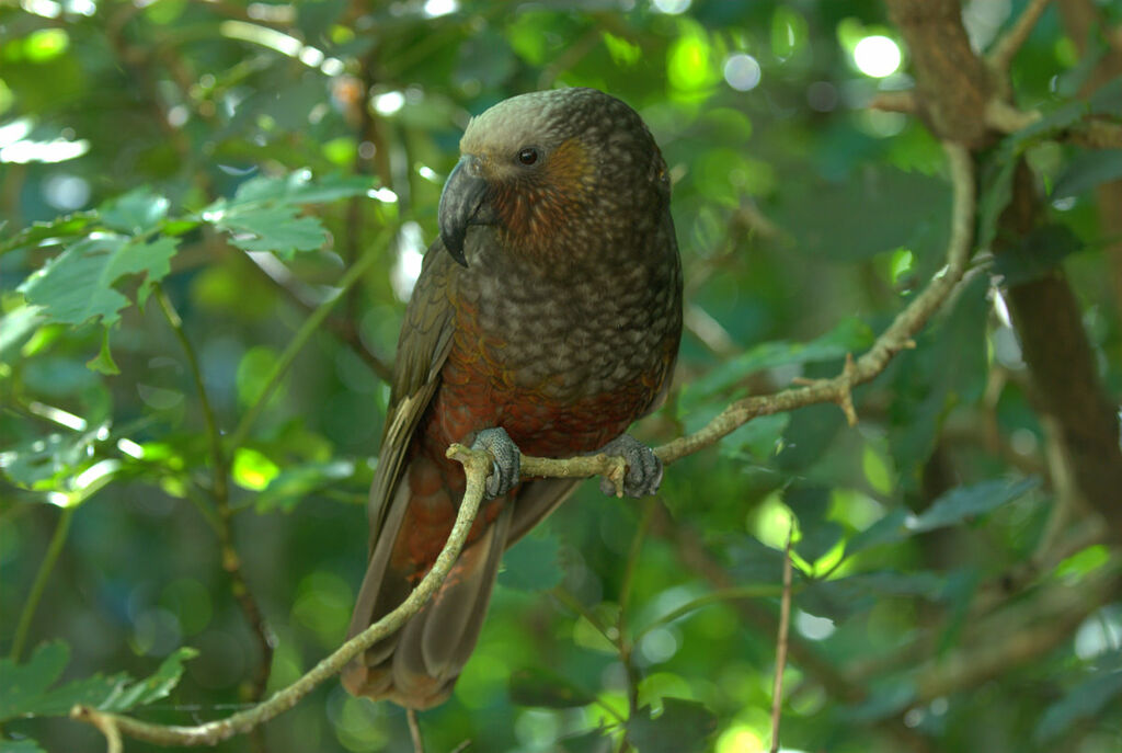 New Zealand Kaka