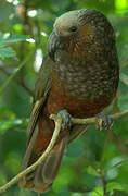 New Zealand Kaka