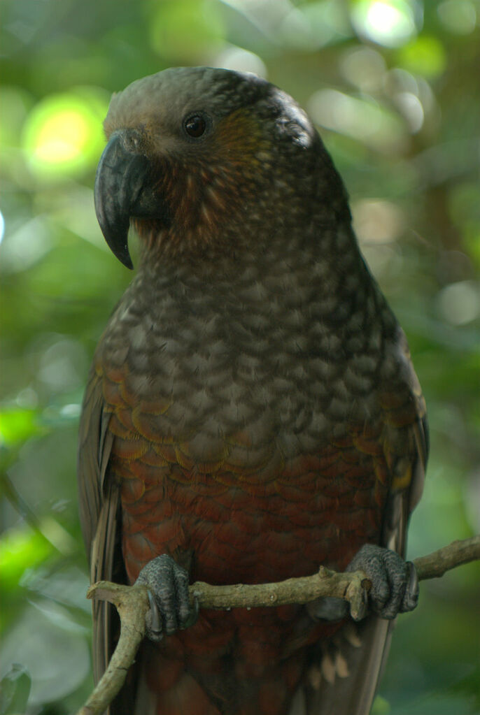 New Zealand Kaka