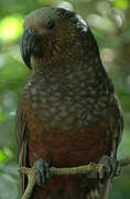 New Zealand Kaka