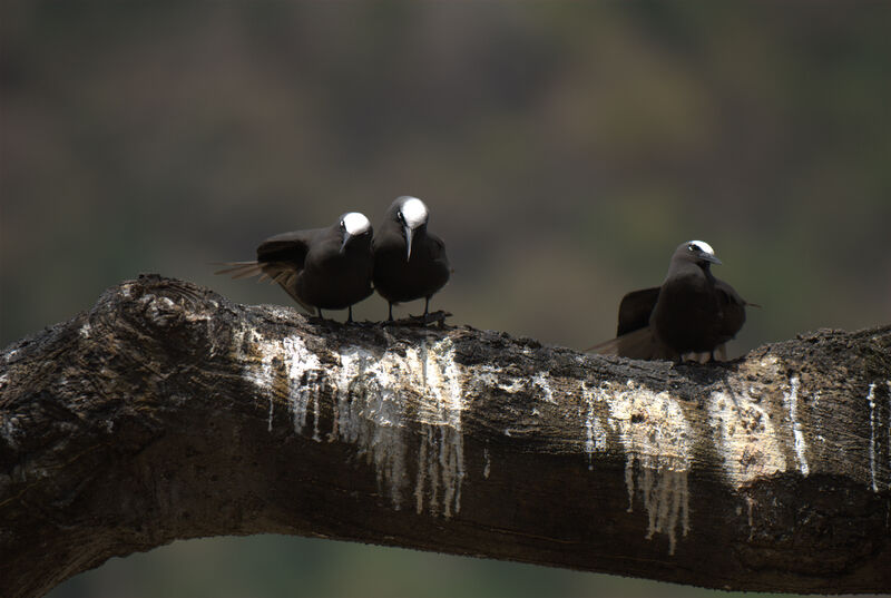 Brown Noddy