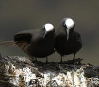 Brown Noddy