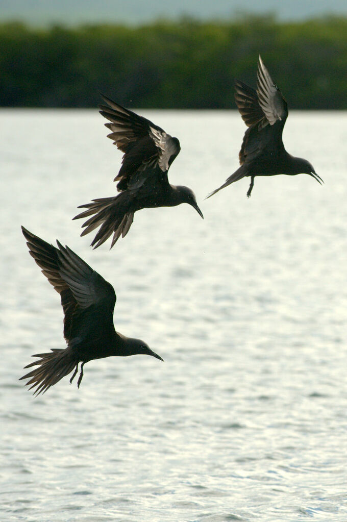 Brown Noddy