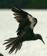 Brown Noddy