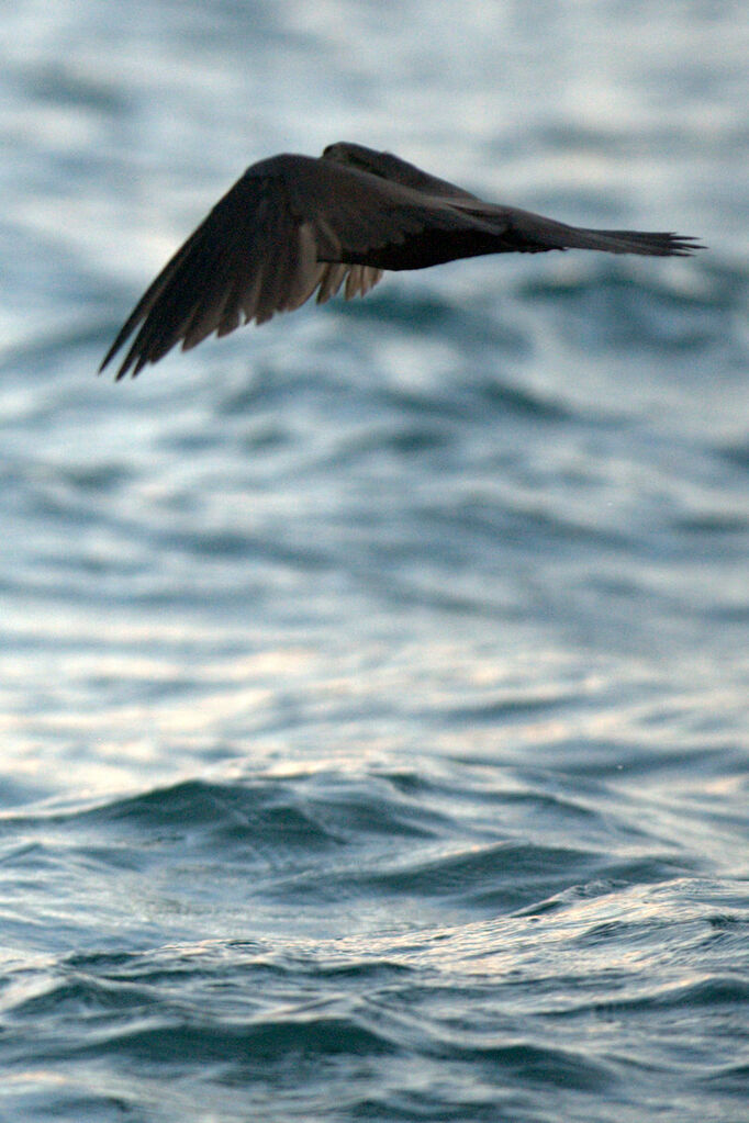 Brown Noddy