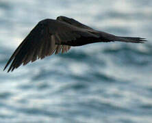 Brown Noddy