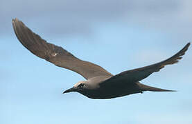 Brown Noddy