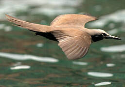 Brown Noddy