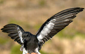 Black-bellied Storm Petrel