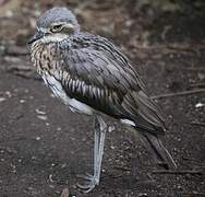 Bush Stone-curlew