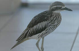 Bush Stone-curlew