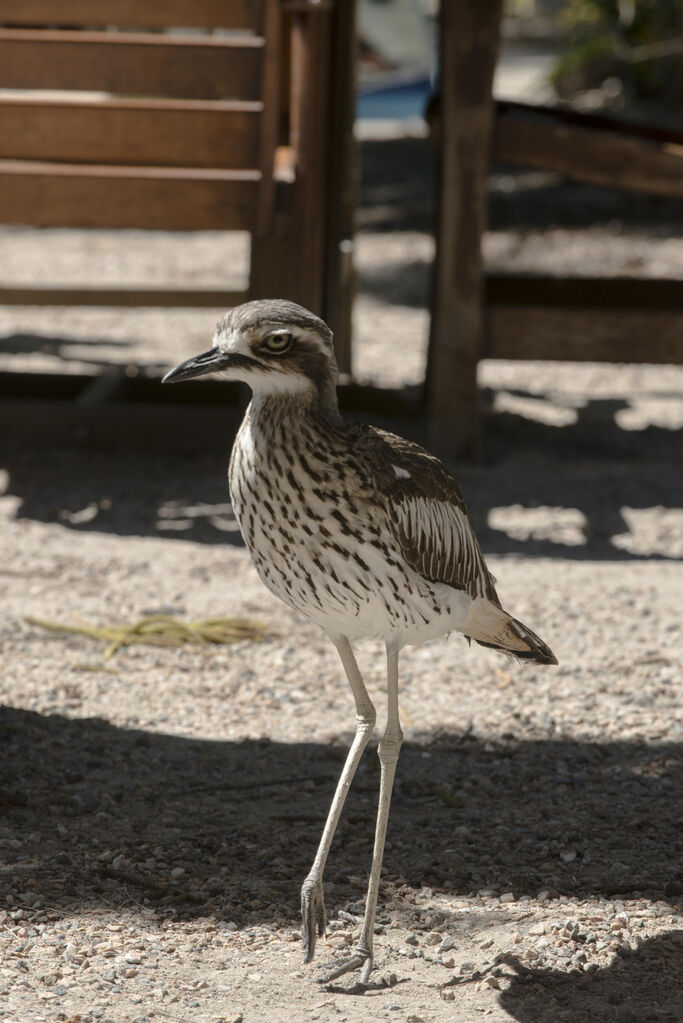 Bush Stone-curlew