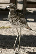 Bush Stone-curlew