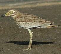 Senegal Thick-knee