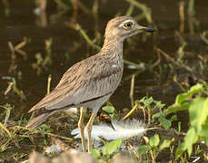 Senegal Thick-knee