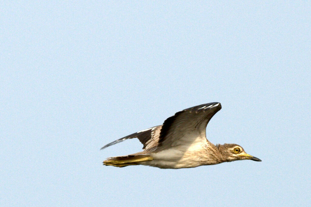 Senegal Thick-knee