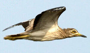 Senegal Thick-knee