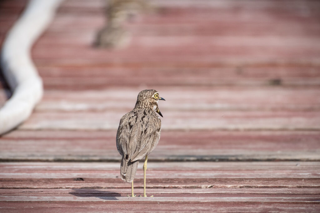 Water Thick-knee