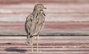 Water Thick-knee