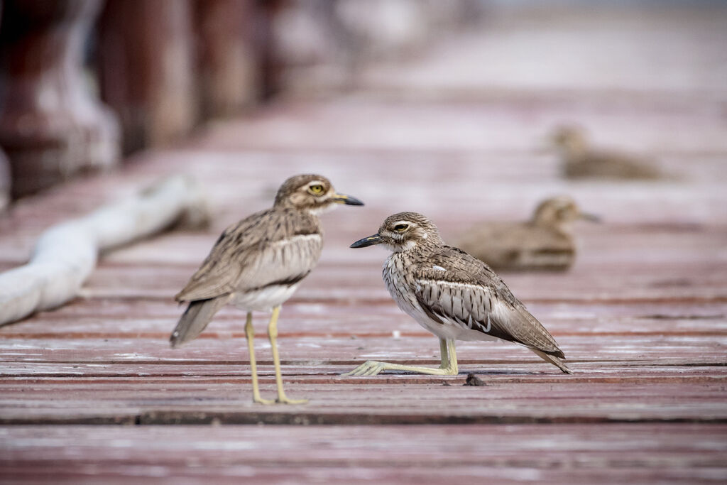 Water Thick-knee