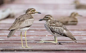 Water Thick-knee