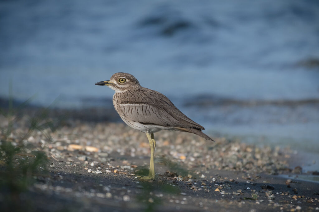 Water Thick-knee