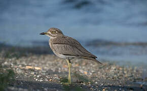 Water Thick-knee