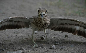 Water Thick-knee