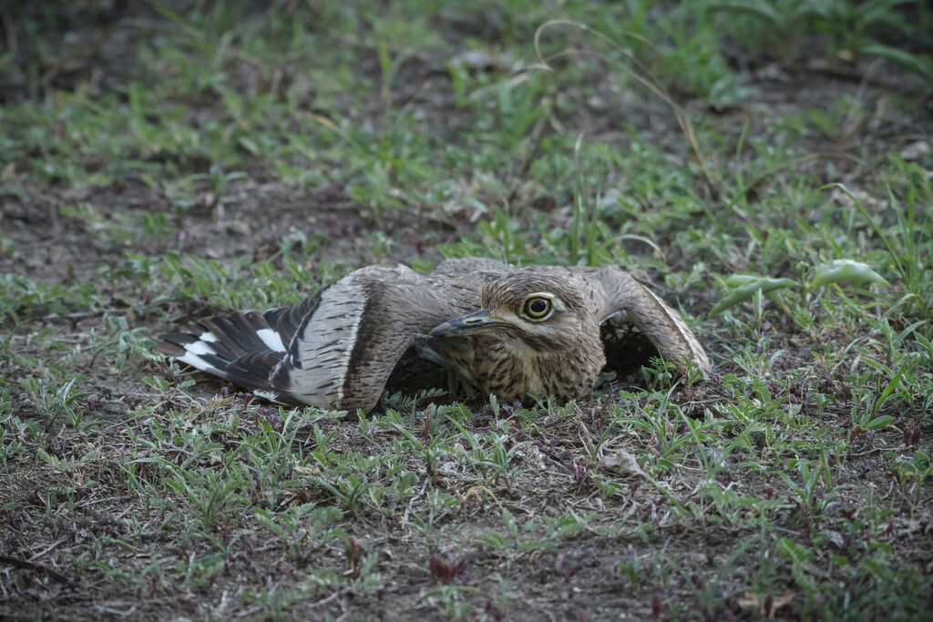 Water Thick-knee, Reproduction-nesting, Behaviour