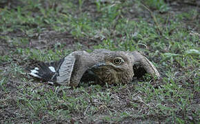 Water Thick-knee