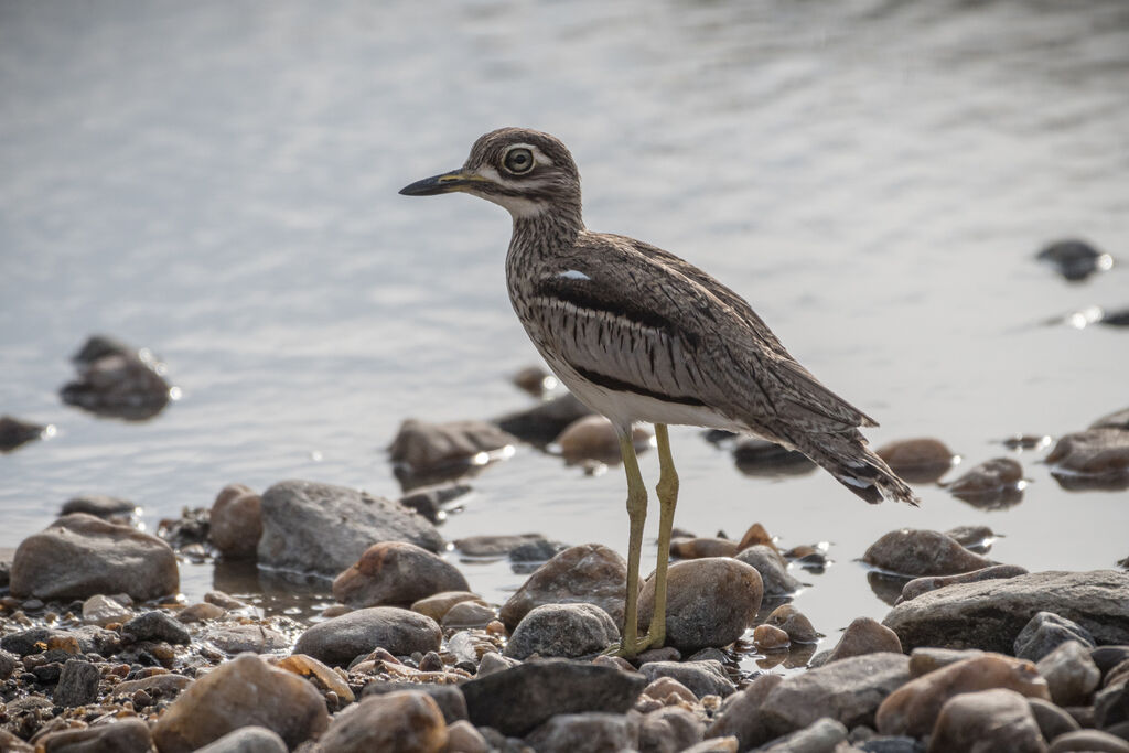 Water Thick-knee