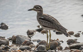 Water Thick-knee