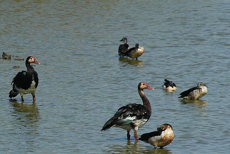 Spur-winged Goose