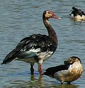 Spur-winged Goose