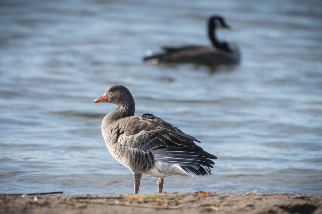 Greylag Goose