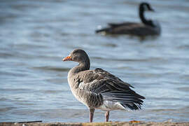 Greylag Goose