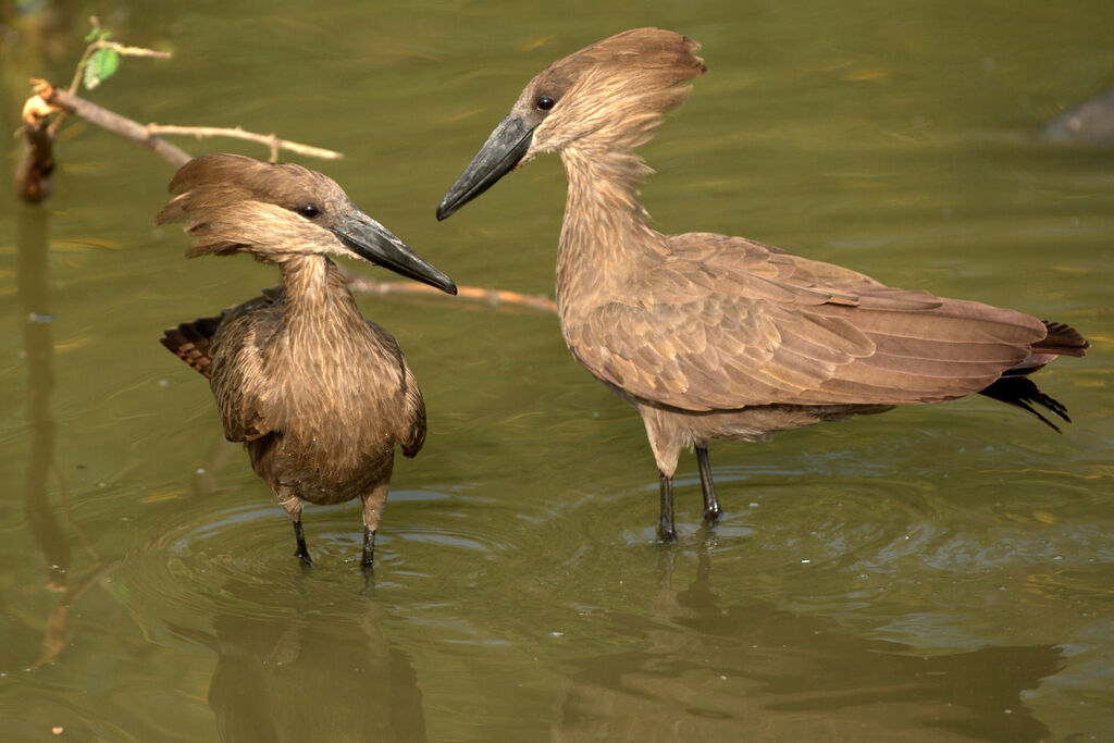 Hamerkop