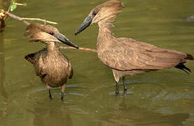 Hamerkop